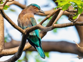 インドゾウ インドゾウ | 動物図鑑 | ZFC.jp