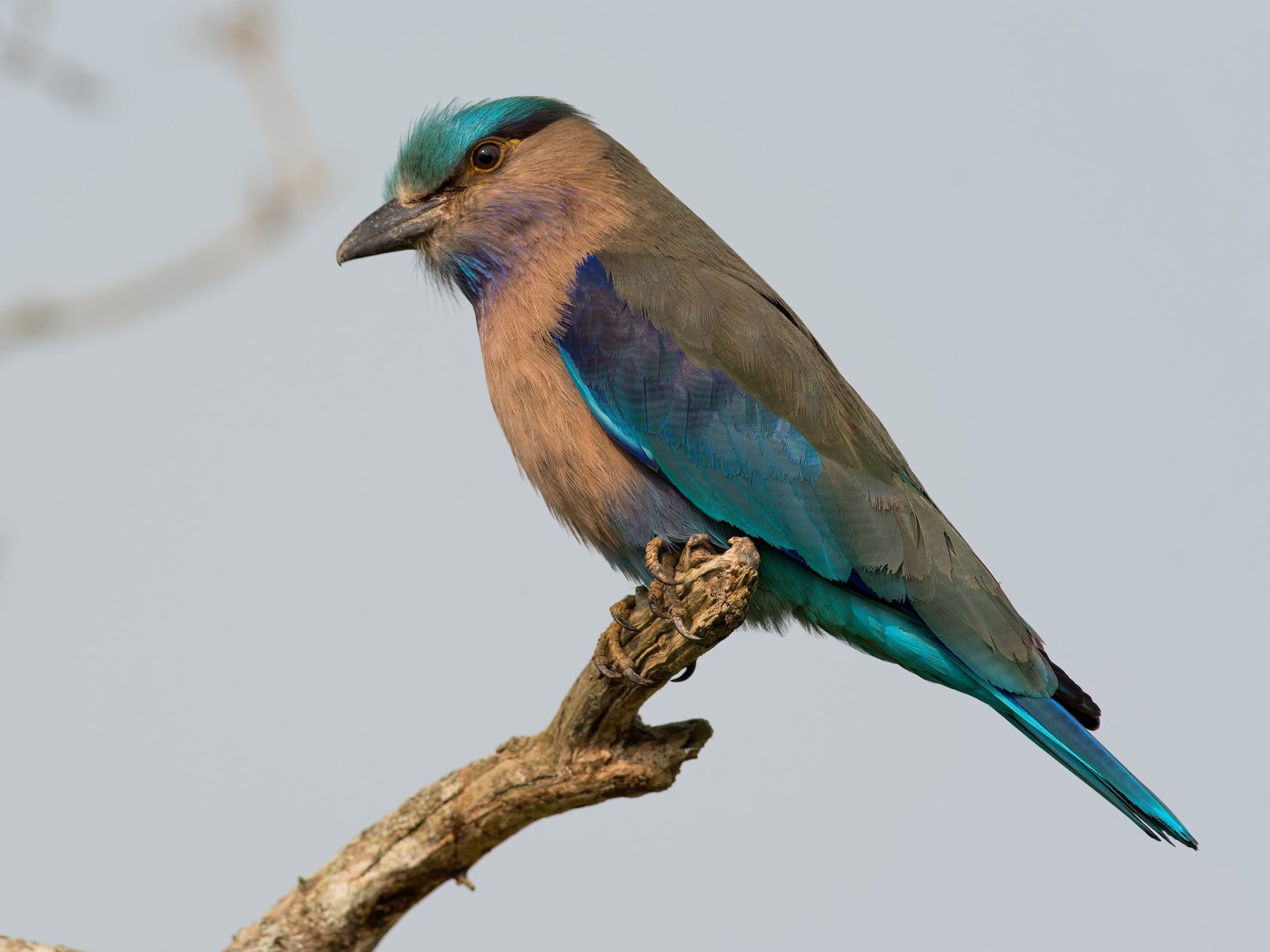 インドシナブッポウソウ Ebird