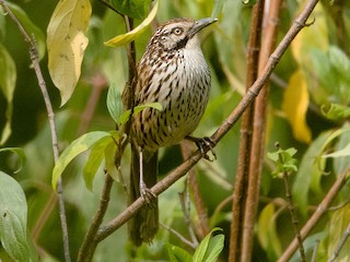 Mount Victoria Babax - eBird