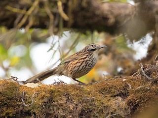 Mount Victoria Babax - eBird