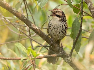 Mount Victoria Babax - eBird