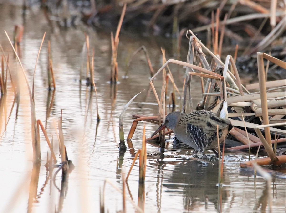 Water Rail - Catherine  Dong