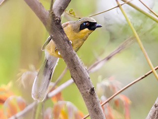 Stol porno ostida rus kotibi licked