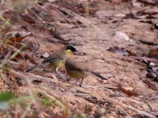 Yalangoch haydash fotosurati