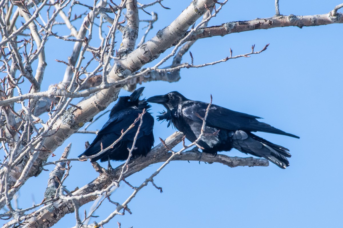 Common Raven - Serg Tremblay