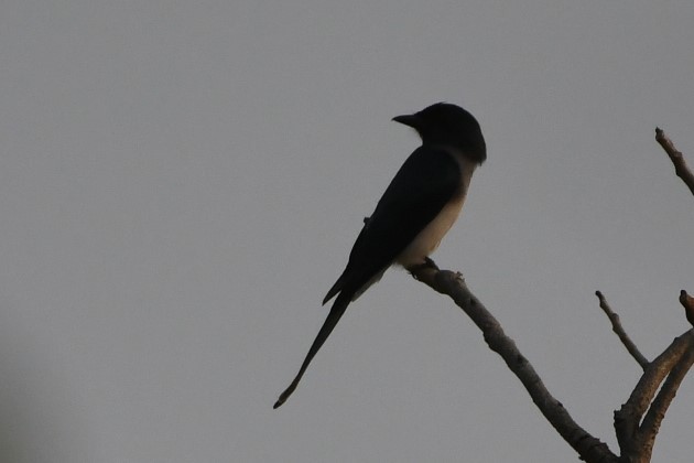 White-bellied Drongo - Dhyey Shah