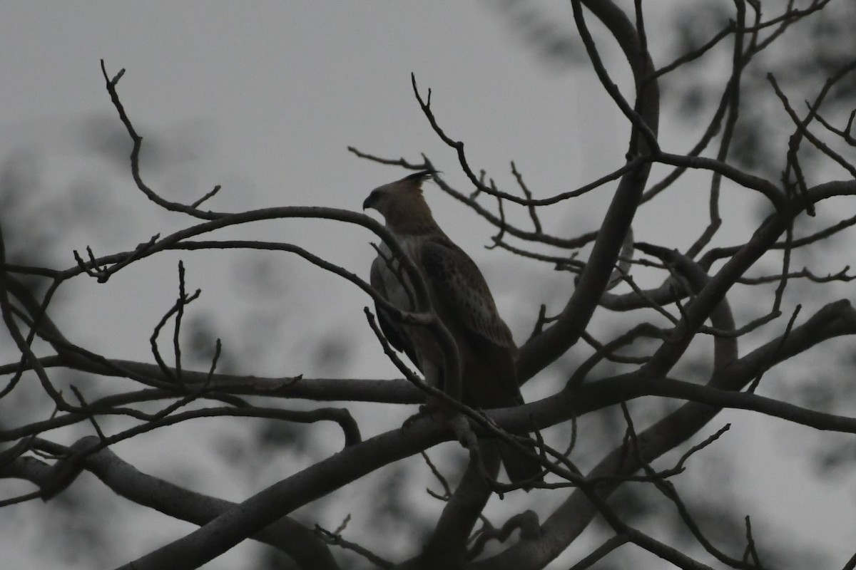 Changeable Hawk-Eagle (Crested) - ML203861101