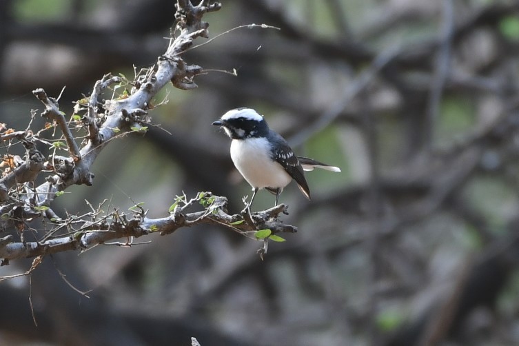 White-browed Fantail - ML203861321