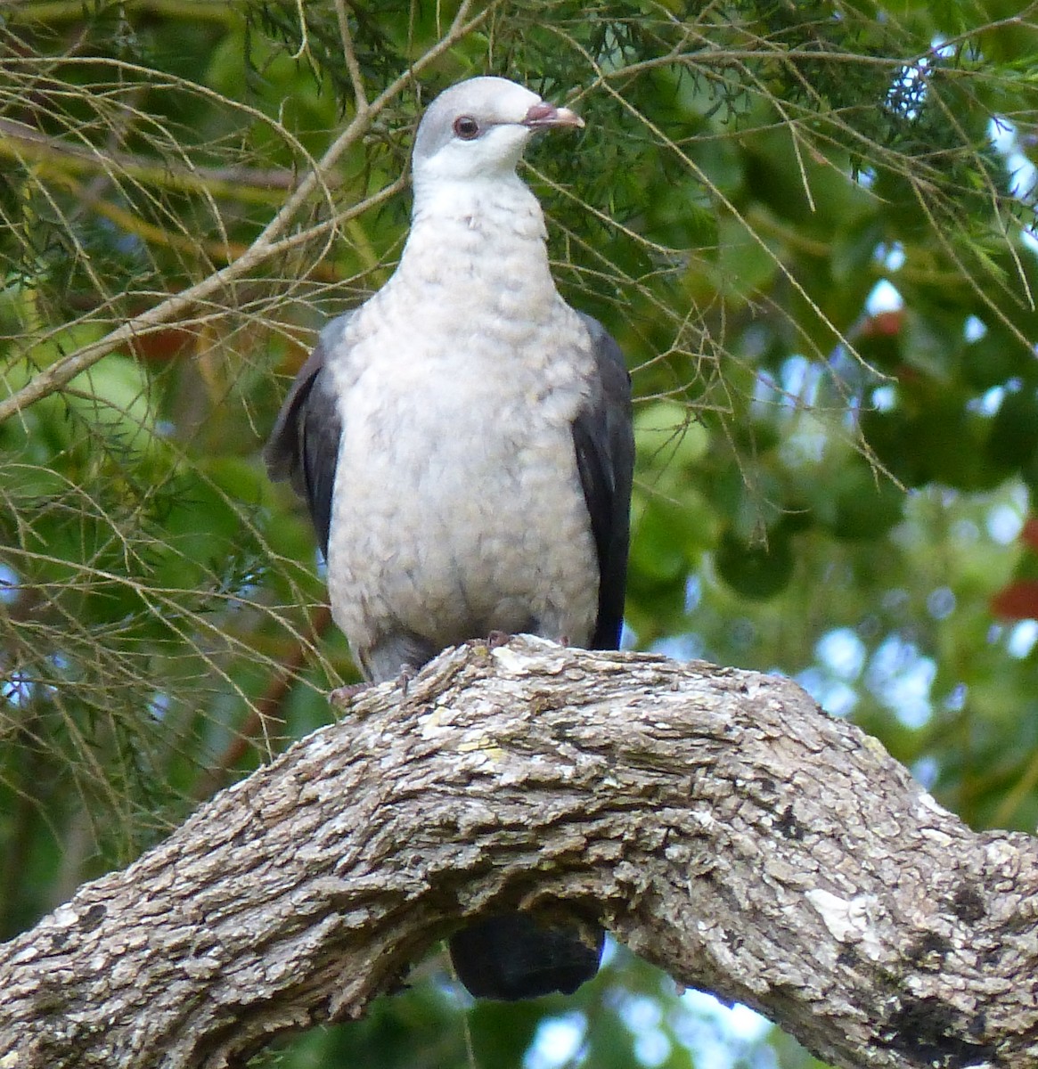 White-headed Pigeon - ML20386151