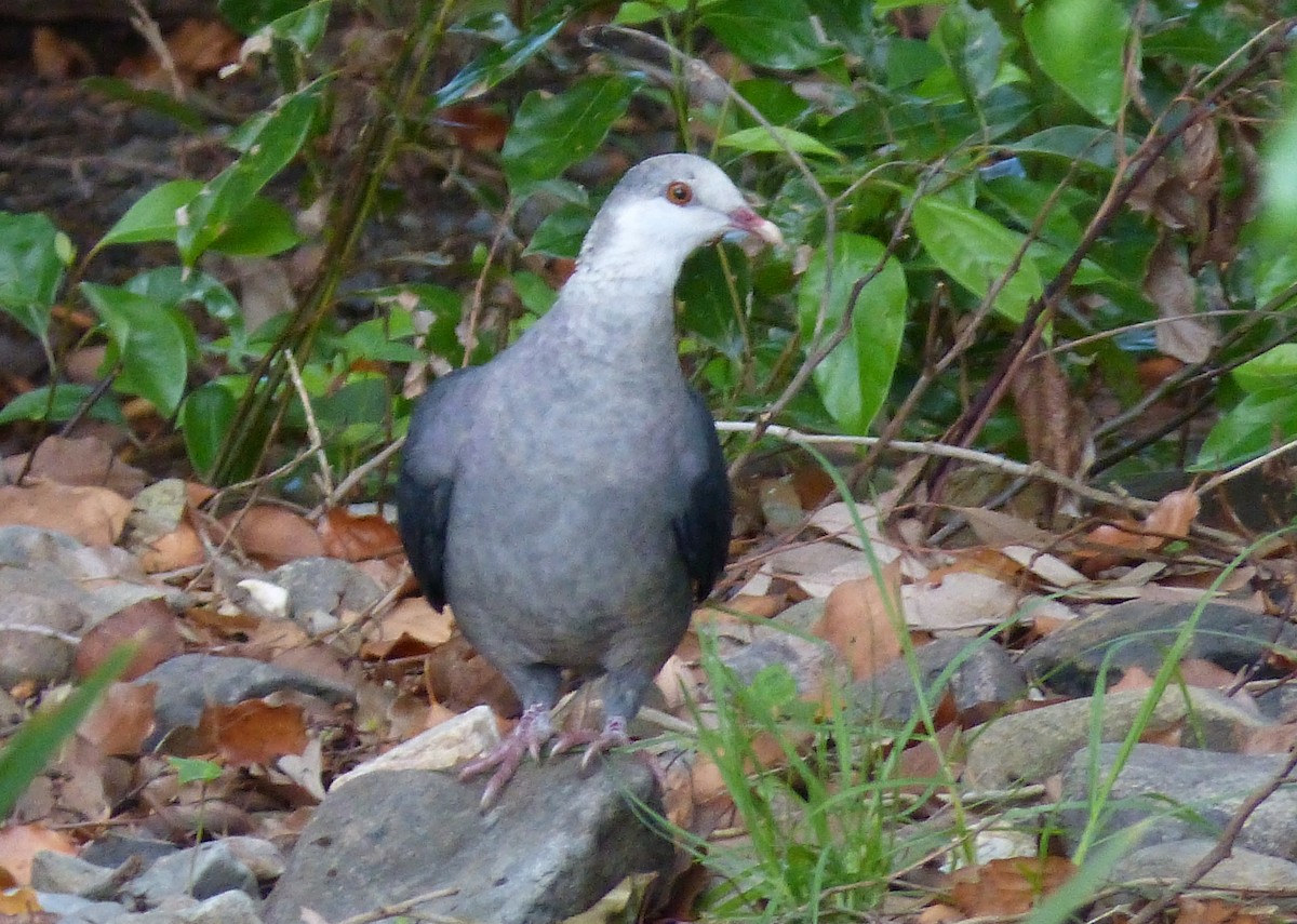 White-headed Pigeon - ML20386171