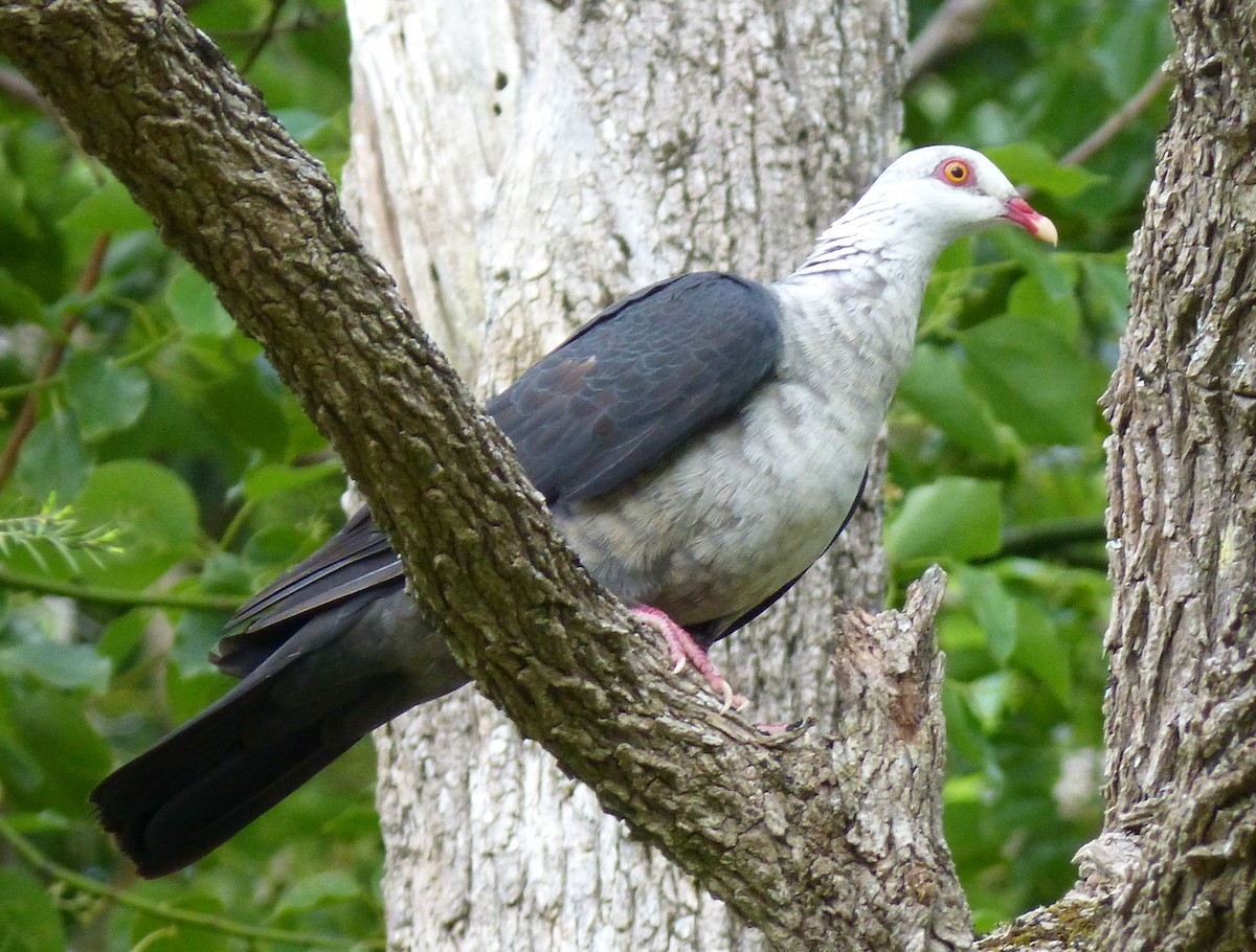 White-headed Pigeon - Sandra Gallienne