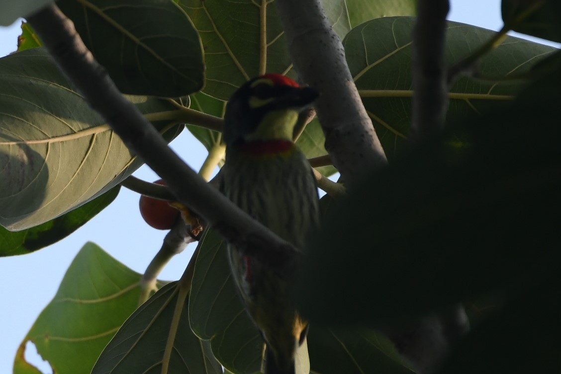 Coppersmith Barbet - Dhyey Shah