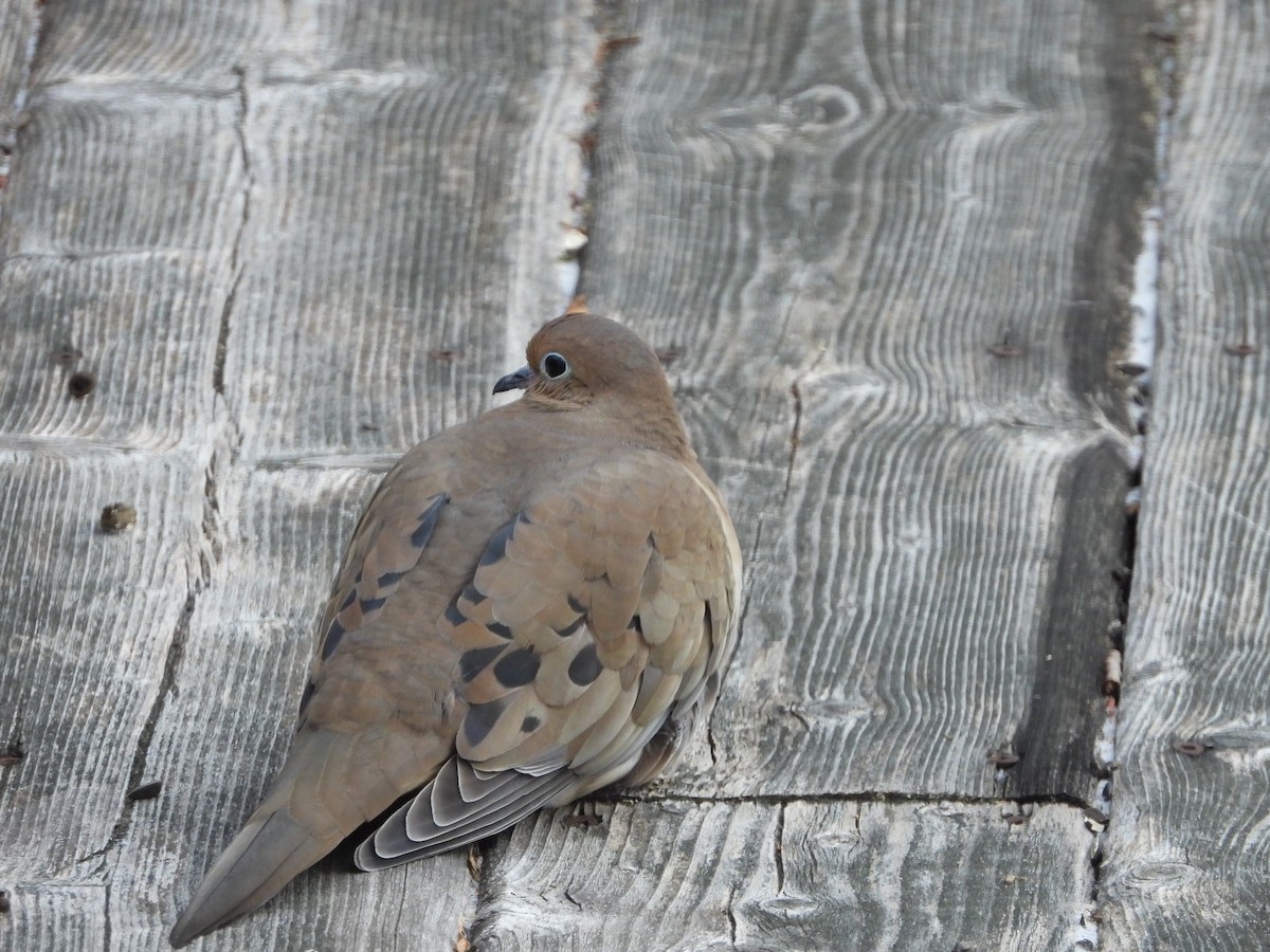 Mourning Dove - Rowland Spear