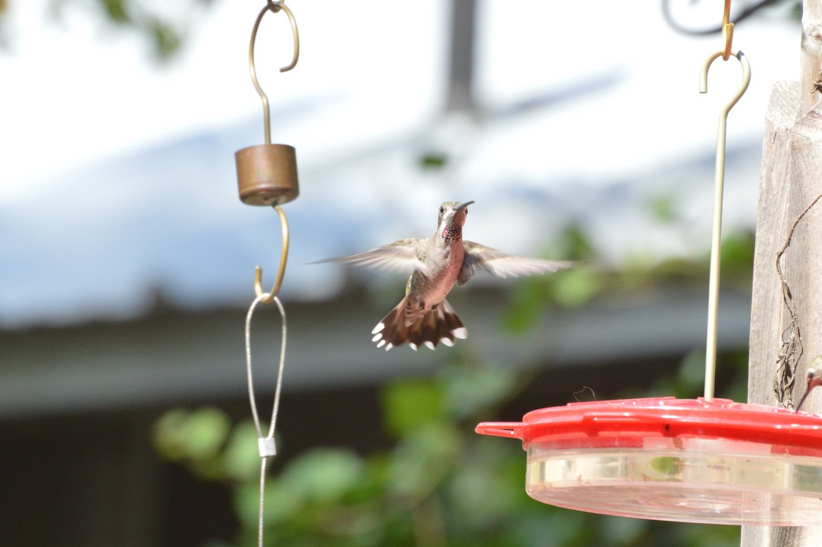 kolibřík achátový - ML20386541