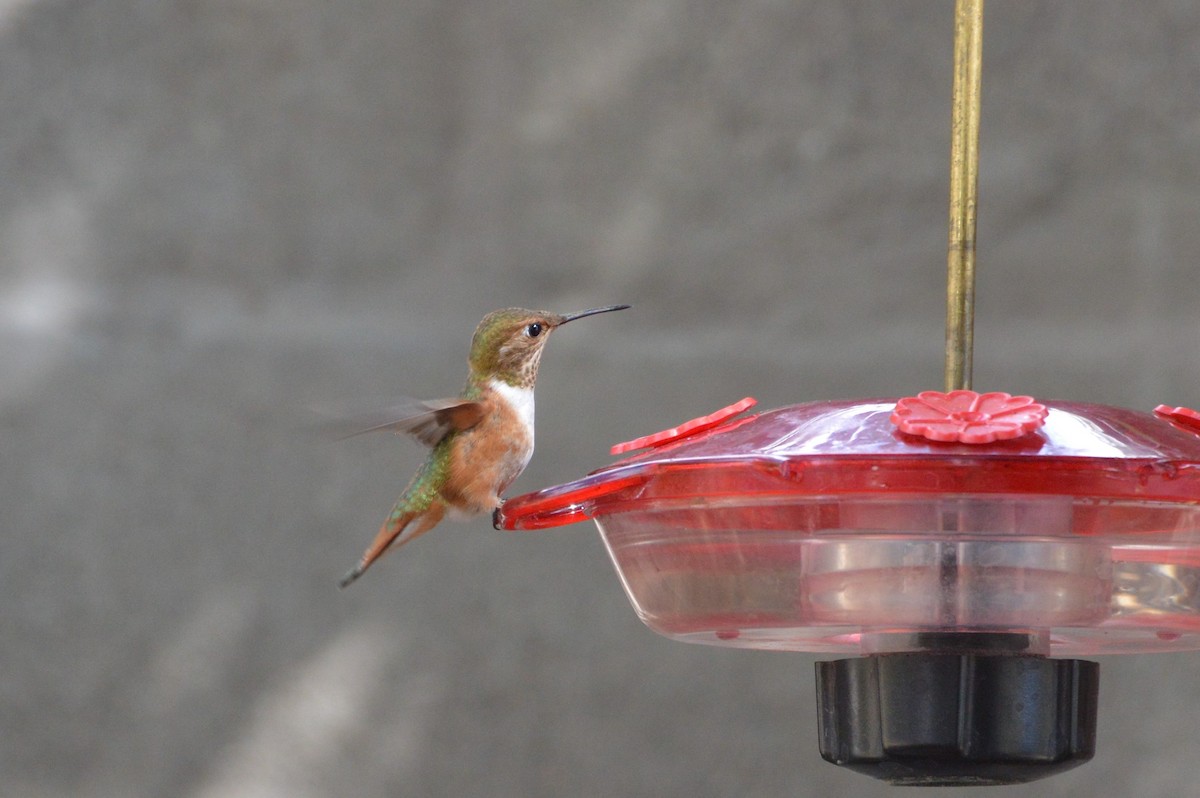Rufous/Allen's Hummingbird - ML20386571