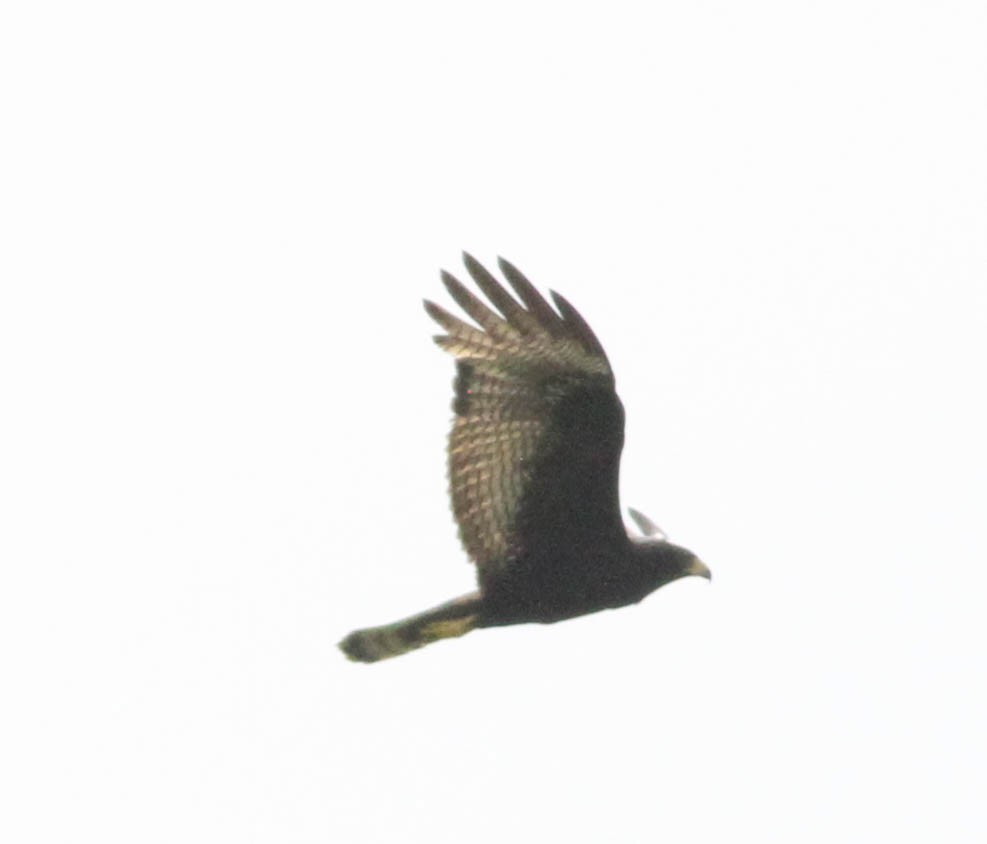 Zone-tailed Hawk - David Bates