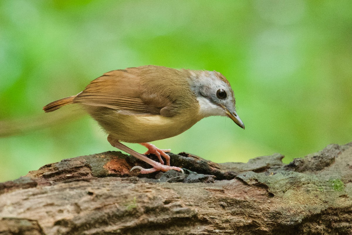 Short-tailed Babbler - Qin Huang