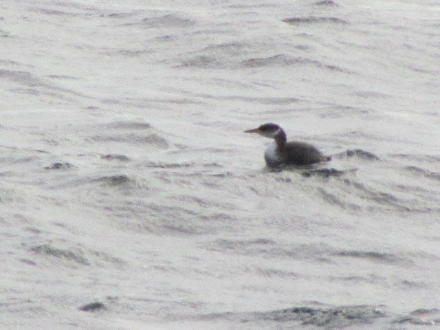 Red-necked Grebe - Gary Poole