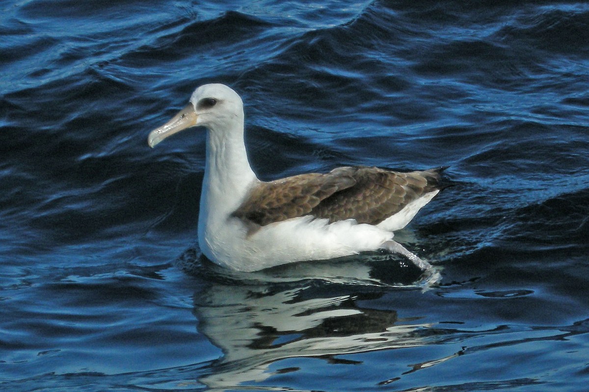 Laysan Albatross - ML20387711