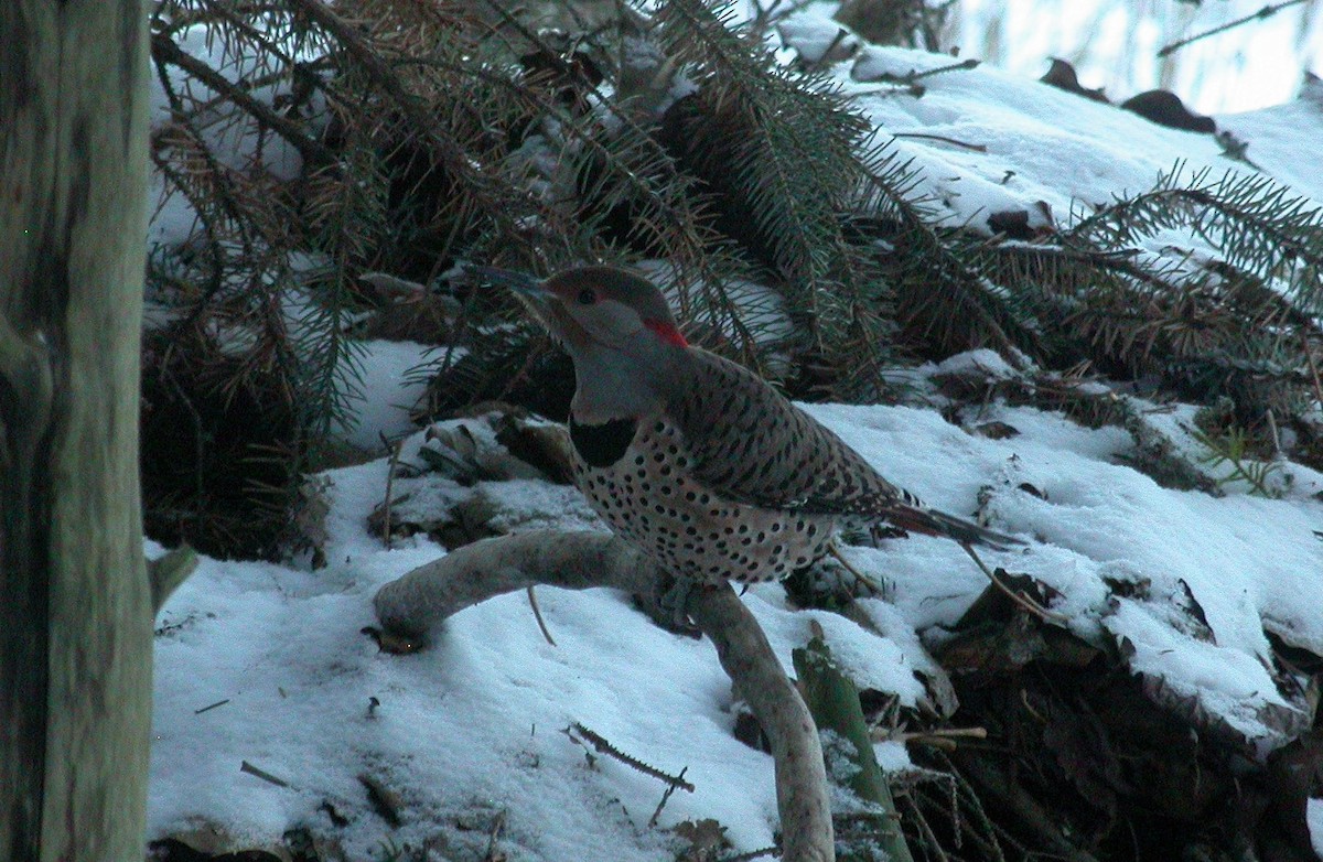 Northern Flicker (Yellow-shafted x Red-shafted) - Nat Drumheller