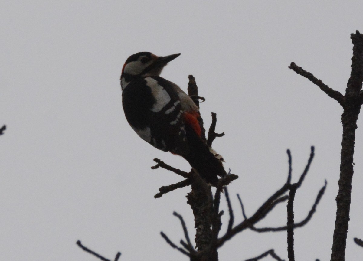 Great Spotted Woodpecker - ML203881801
