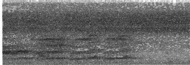 Spotted Bowerbird - ML203887311