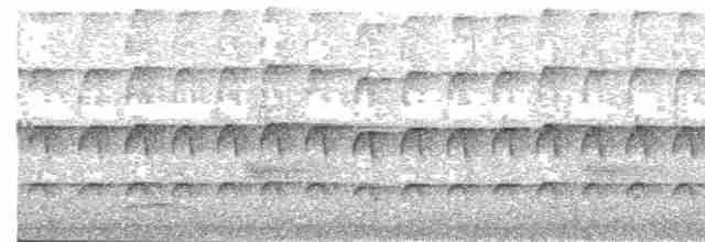  - New Caledonia Goshawk