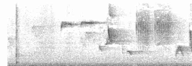 slavík obecný (ssp. megarhynchos/africana) - ML203892291