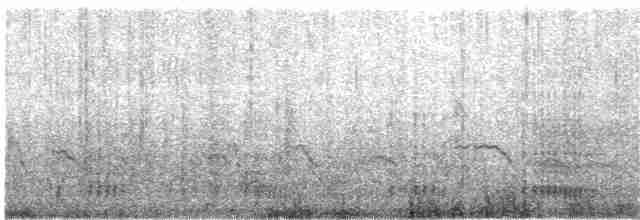 Magellanic Cormorant - ML203892771