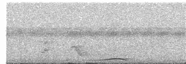 Султанская кукушковая горлица [группа albicapilla] - ML203893481