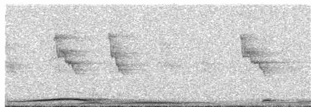 holub tenkozobý [skupina albicapilla] - ML203893511
