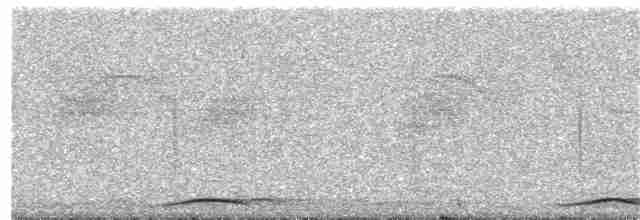 holub tenkozobý [skupina albicapilla] - ML203893531