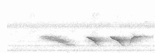 Дронго філіпінський (підвид mirabilis) - ML203894021