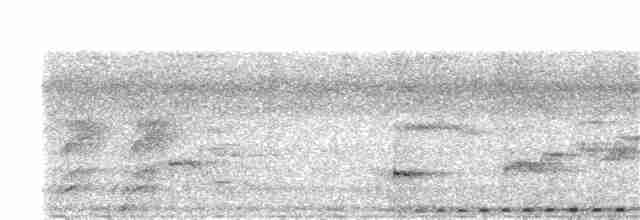Phapitréron à oreillons blancs (nigrorum) - ML203894061