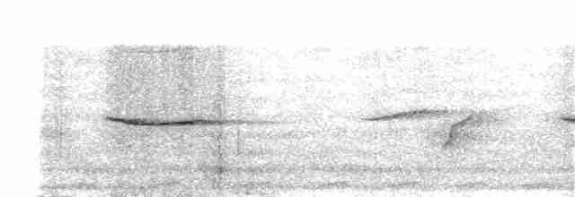 White-vented Whistler (White-vented) - ML203894091