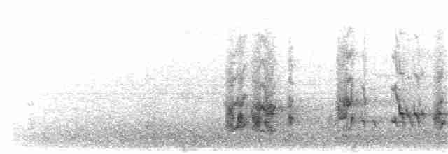 Long-tailed Shrike (schach) - ML203894771