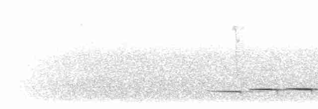 Tororoí de Anteojos (perspicillatus) - ML203896151