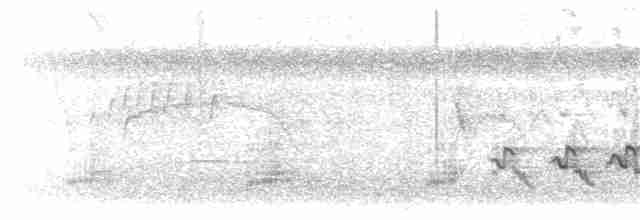 ヒゴシツリスドリ（microrhynchus） - ML203898651