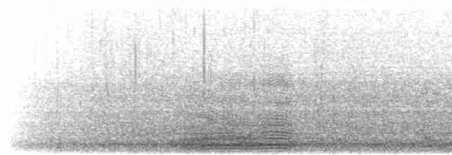  - South Georgia Shag