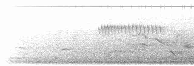 holub neotropický - ML203899811