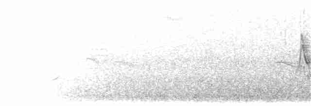 Белая трясогузка (leucopsis) - ML203899951