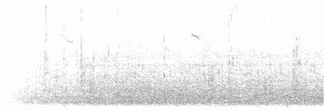 Gallinule poule-d'eau - ML203900031