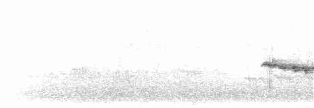 White-bellied Antbird - ML203900591
