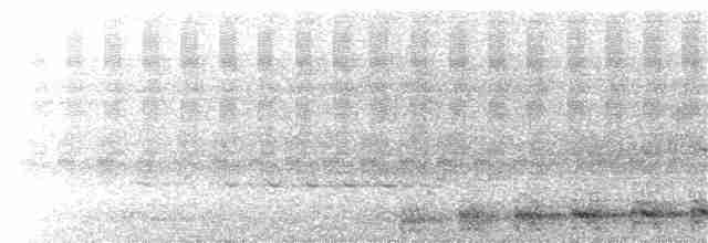 Серый павлиний фазан - ML203904781