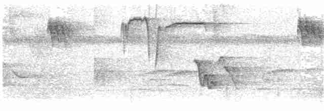 Чешуйчатогрудый пересмешник - ML203905211