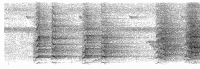  - Ducorps's Cockatoo