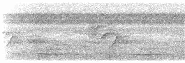 Glanzfleckdrongo (atrocaeruleus) - ML203907121