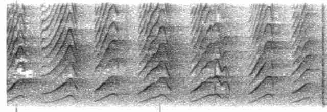  - New Caledonian Friarbird