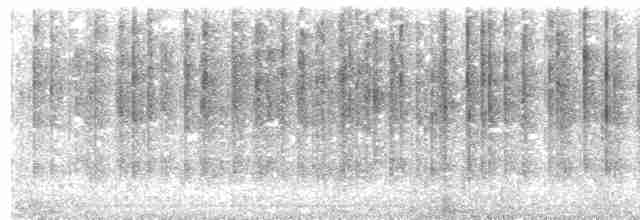  - White-rumped Swiftlet