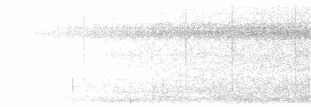 Siffleur terne (groupe griseonota) - ML203908971